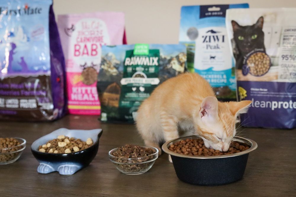 10 Best Dry Cat Foods 2025 Approach Taste Test