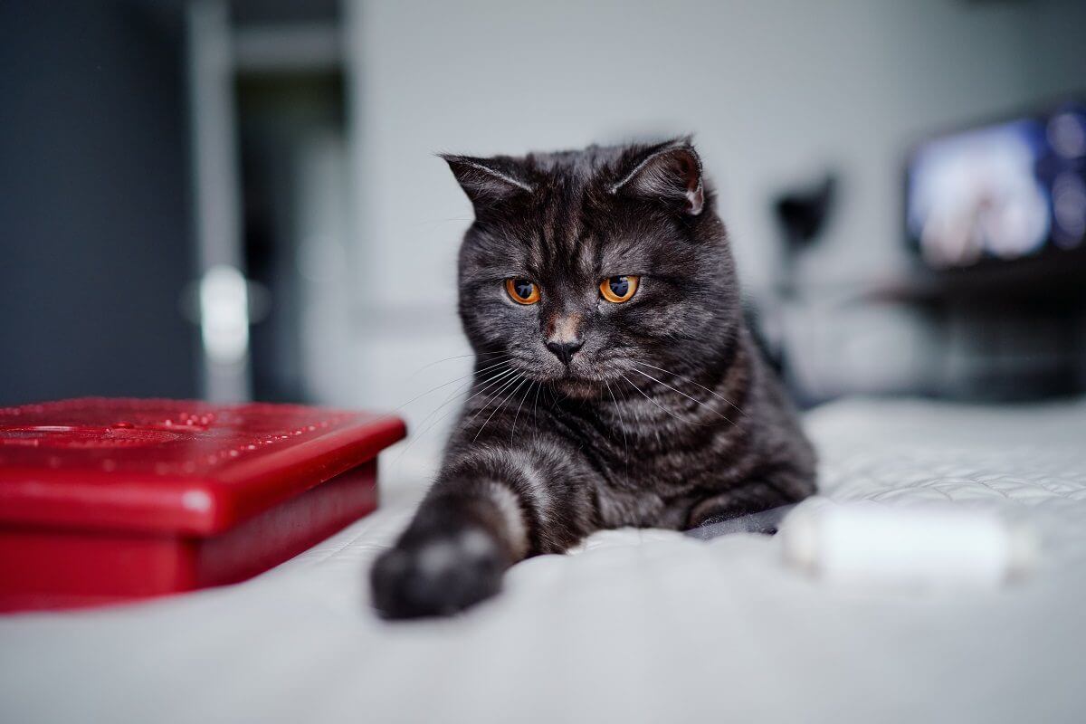 10 Things You Didn’t Know About the Black Tabby Cat