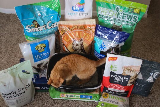 A Complete Guide to the Different Types of Cat Litter