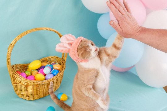 Here Comes the Easter Cat, Crash!
