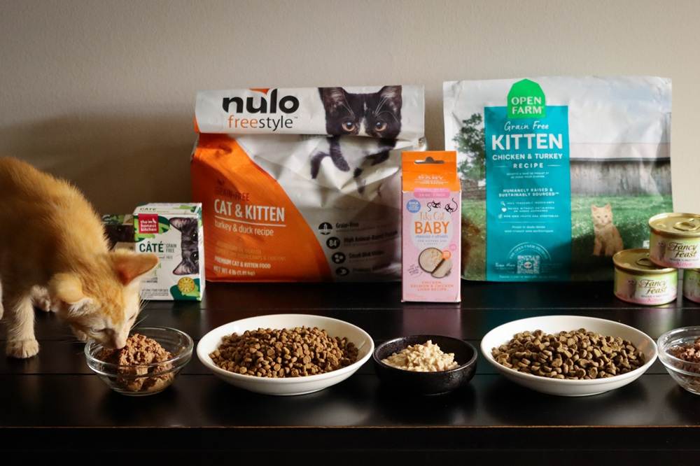 9 Best Kitten Foods 2025 Approach Taste Test