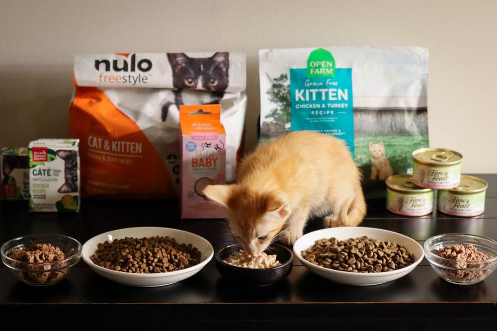 9 Best Kitten Foods 2025 Approach Taste Test