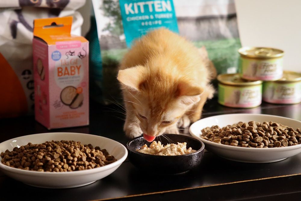 9 Best Kitten Foods 2025 Approach Taste Test