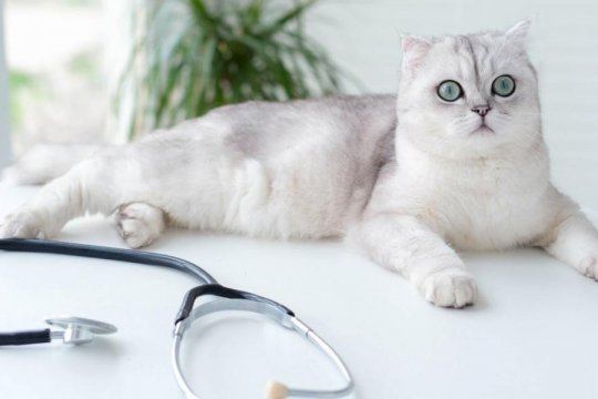The Annual Cat Wellness Exam: What Happens, What to Expect, and What it Costs