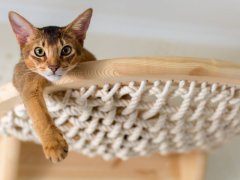 Close-up of an Abyssinian CAT 168一分钟极速赛车官网 on wooden stairs, capturing its curious and adventurous spirit