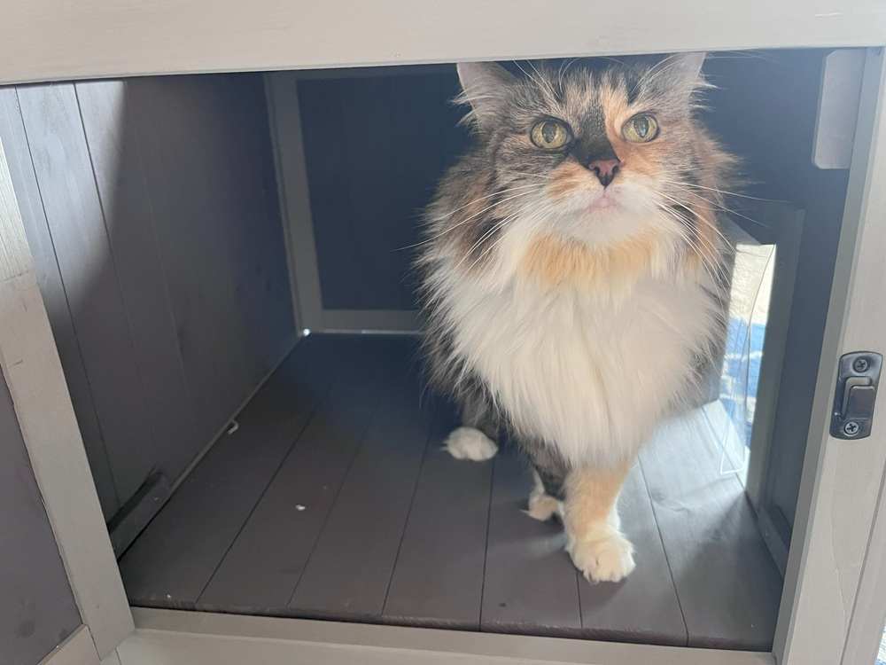 Aivituvin Two-Tier Cat House