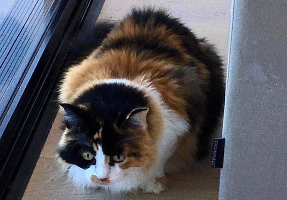 Truffles the cat is anxious about strangers visiting the home.