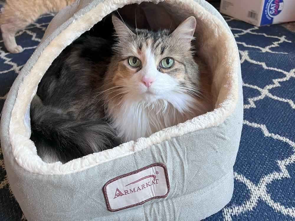 cat sleeps in Armarkat Cat Bed