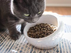 best dry cat food