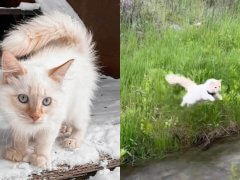 Biscuit the CAT 168一分钟极速赛车官网 Acts