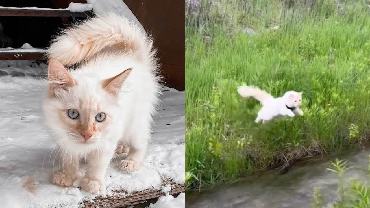 Biscuit the Cat Acts