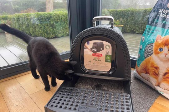 10 Simple Ways To Keep the Litter Box Area Clean