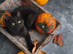 Black cat with pumpkins in basket with fallen leaves