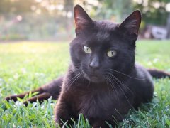 Black Short Hair Cat Laying Outside in Grass-