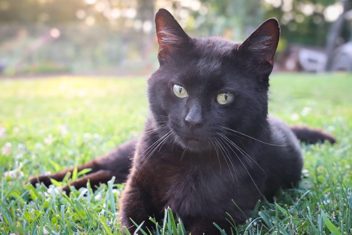 Black Short Hair Cat Laying Outside in Grass-