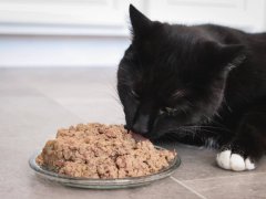 Black Short Hair Cat With Ziwi Peak Venison Recipe Pate Wet Cat Food
