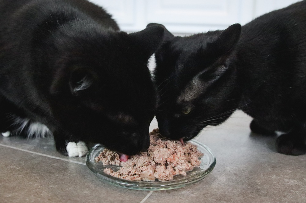 Black Short Hair Cats Eating Feline Natural Chicken & Lamb Feast Pate Wet Canned Cat Food-1