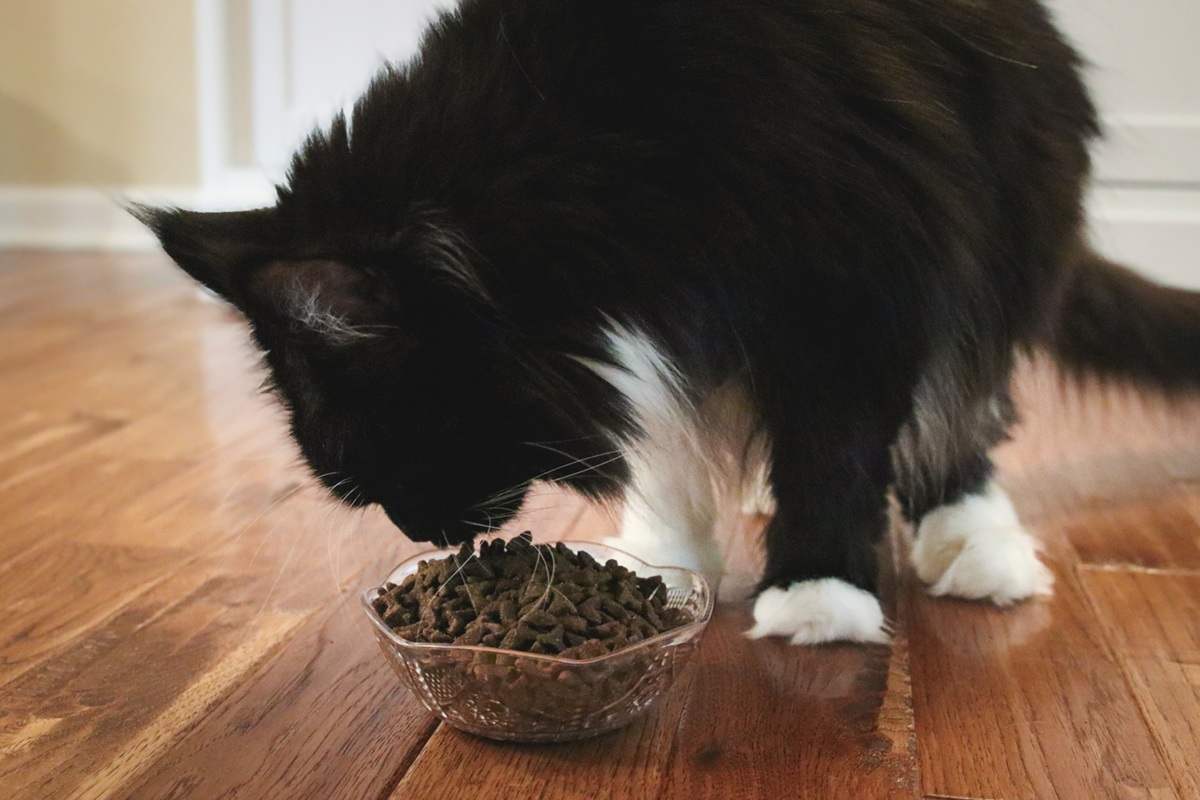 Black White Maine Coon Eating FirstMate Chicken Meal With Blueberries Formula Dry Kibble Cat Food