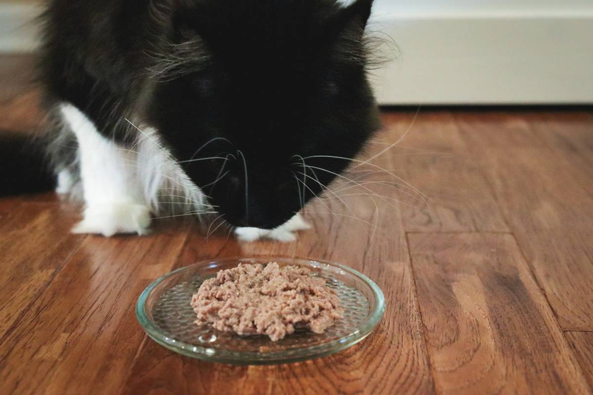 Black White Maine Coon Eating Fussie Cat Chicken Entree In Gravy Pate Wet Canned Cat Food