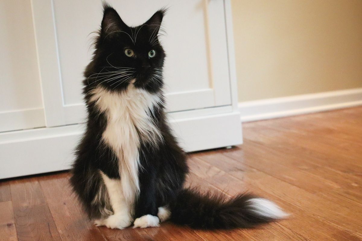 Black White Tuxedo Long Hair Maine Coone Sitting