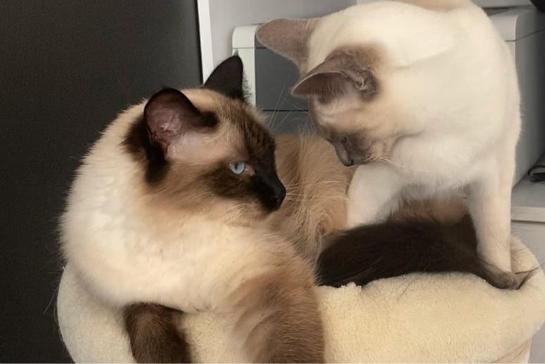 Bo, Finn & Blue siamese twins