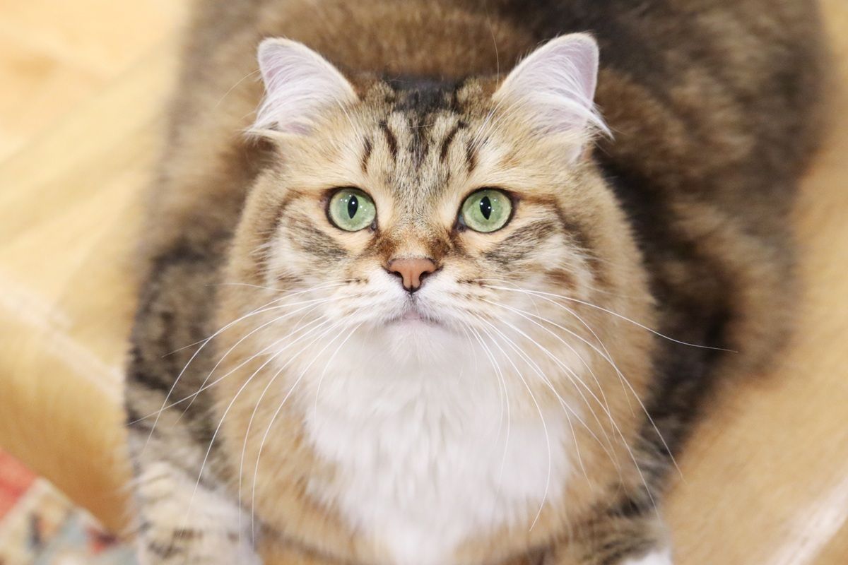 Brown Siberian Cat Laying Lounging on Chair Close Up