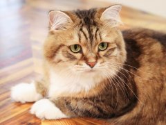 Brown Siberian Cat Laying Lounging on Table Close Up