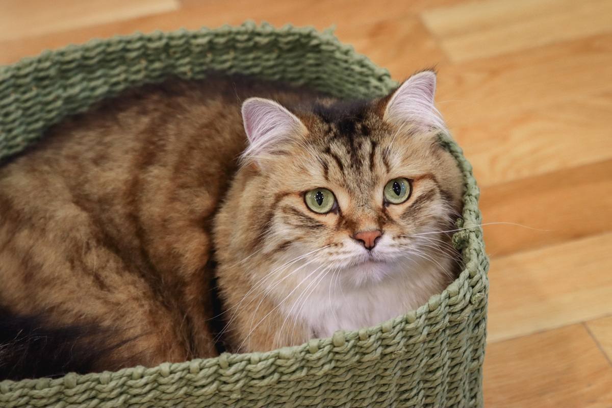 Brown White Siberian Cat Laying In Green Basket