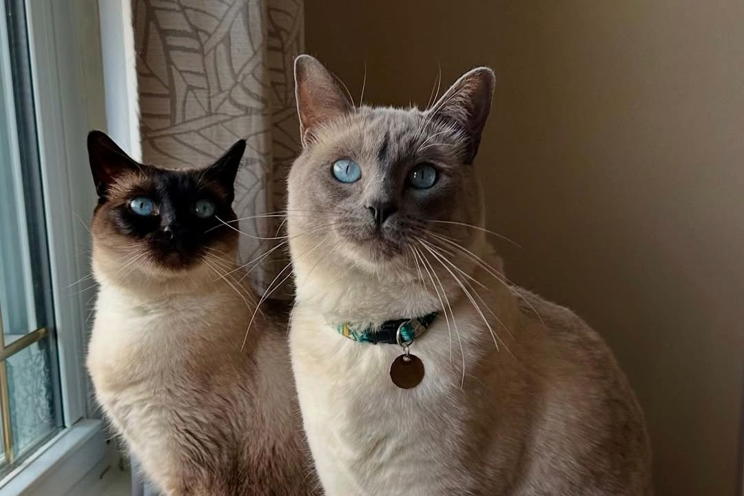 Cali, Mya & Moose siamese cat