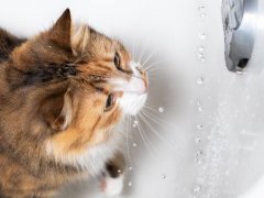 Cat playing with water in bathtub