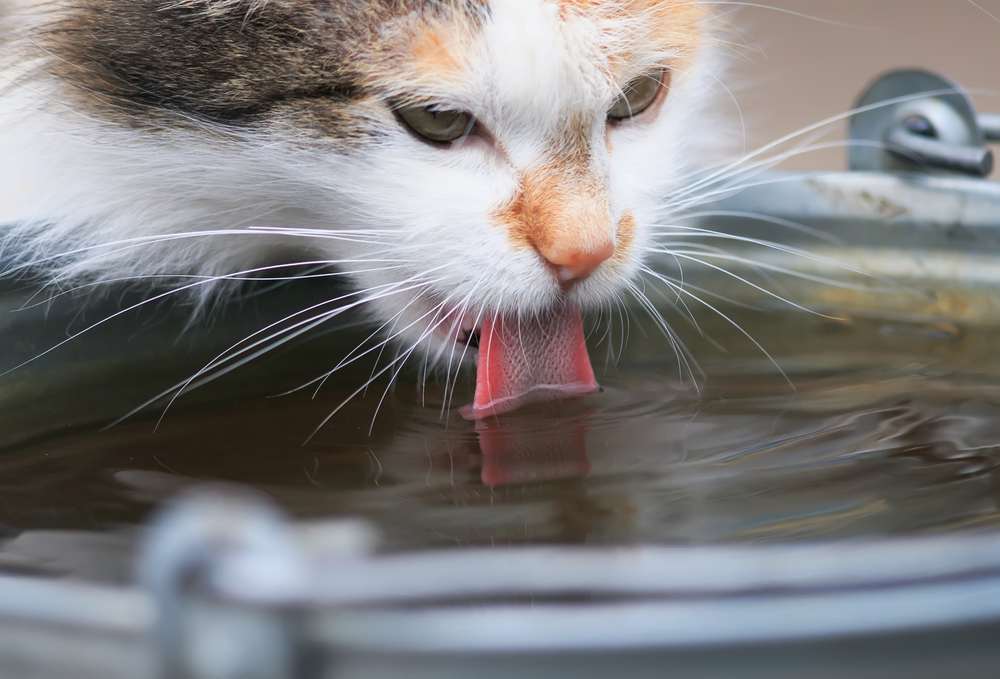 cat eagerly drinks water from the iron bucket