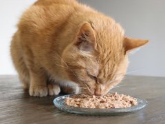 cat eating Wellness Core Turkey & Chicken Liver Recipe-compressed