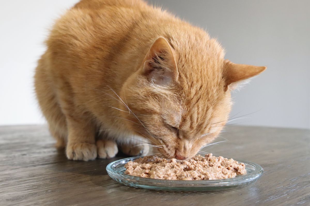 cat eating Wellness Core Turkey & Chicken Liver Recipe-compressed