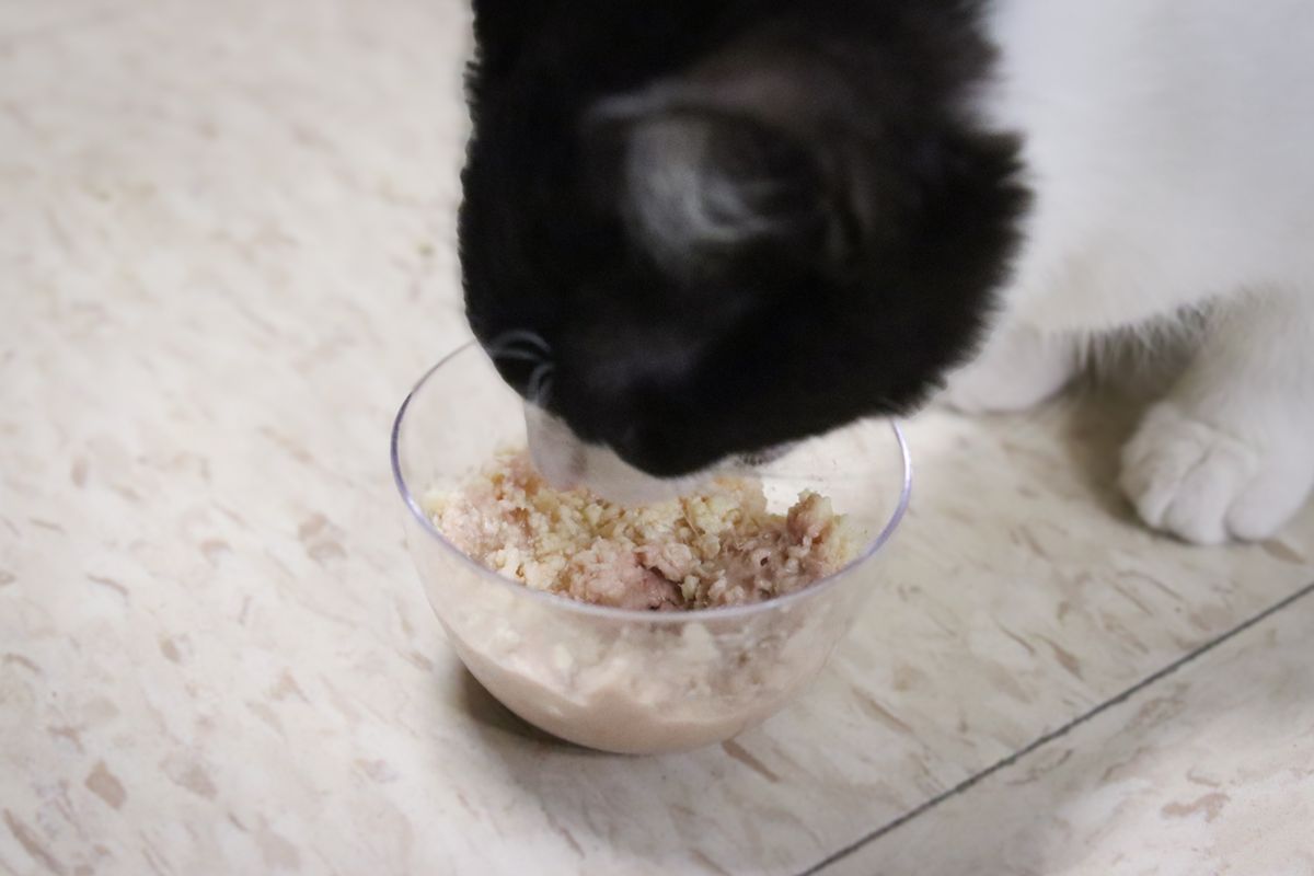 cat eating wet cat food