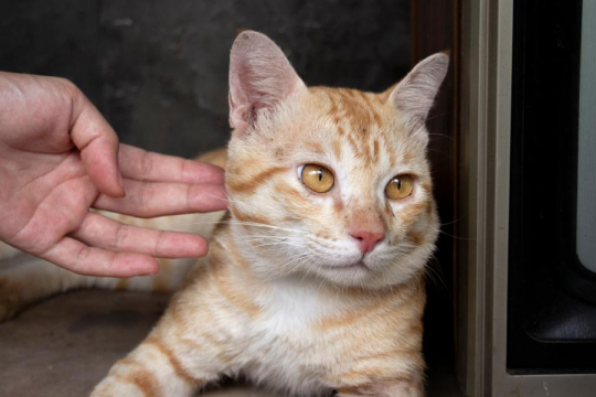 10 Subtle Signs Your Cat Is Frustrated