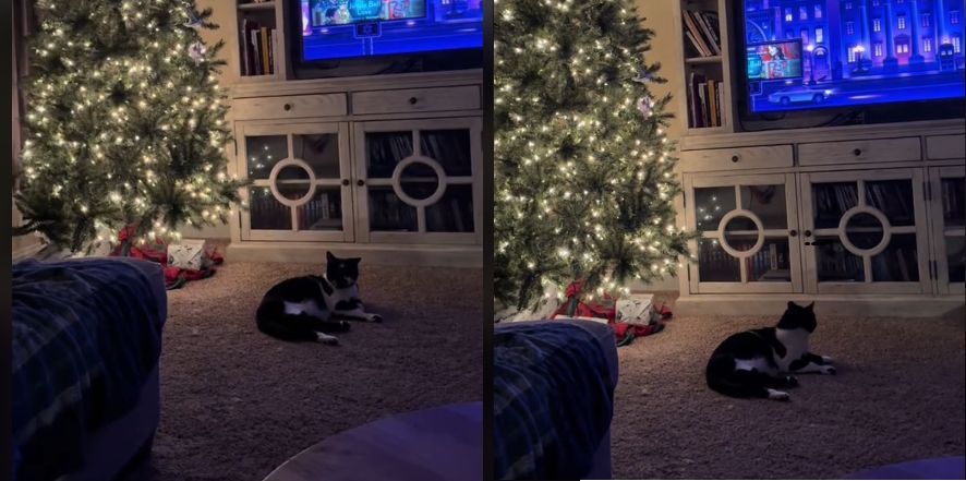 cat infront of christmas tree