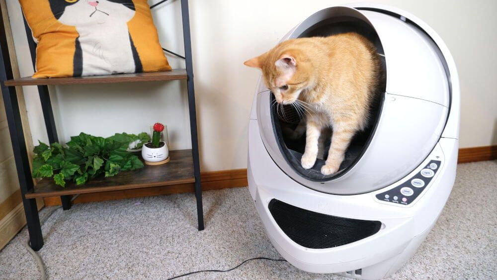 cat inside the cat litter robot