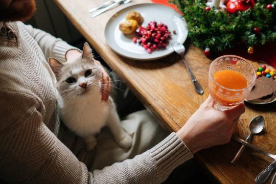 Can Cats Eat Thanksgiving Food?