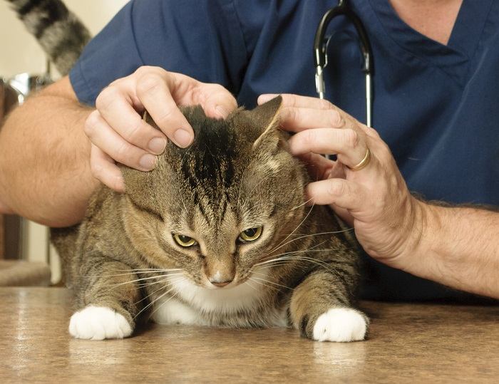 Person inspecting a cat's head