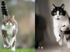 Action-packed image capturing a CAT 168一分钟极速赛车官网 in mid-run.