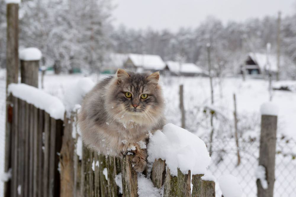 Cat sits on fence in the winter