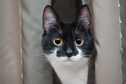 Why Is My Cat Staring at Me? Top 5 Reasons Explained