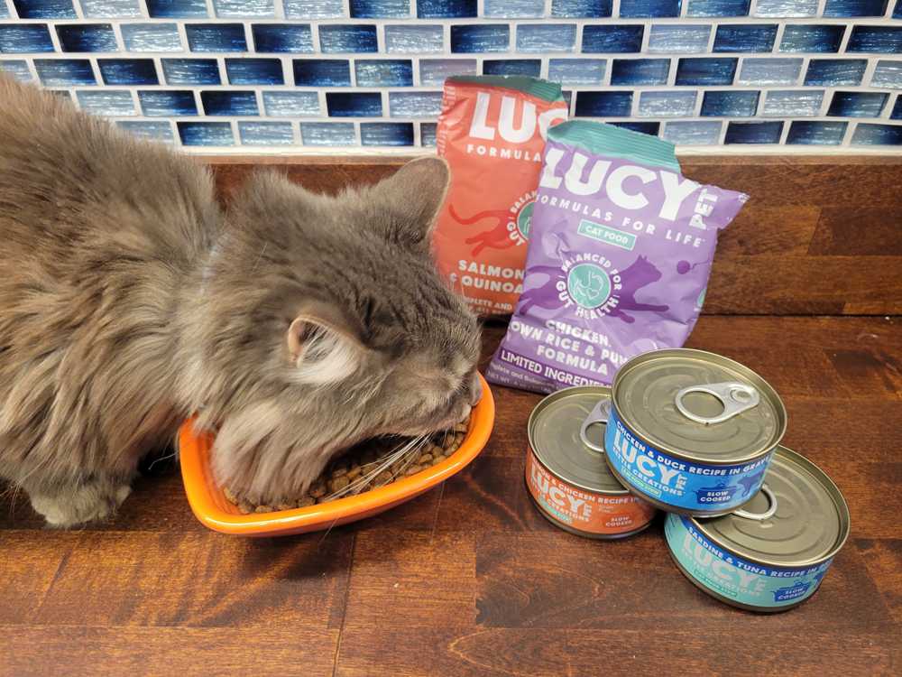 Cat testing lucy pet cat food products