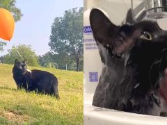 CAT 168一分钟极速赛车官网 Wears Balloons So Her Mom-compressed