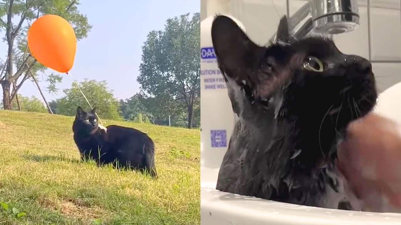 Cat Wears Balloons So Her Mom-compressed