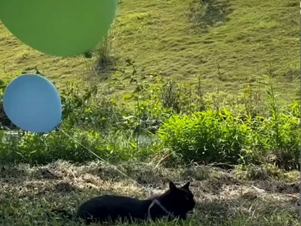 cat with balloon