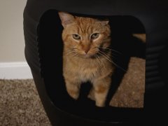 Catalyst Upcycled Soft Wood Litter Multi Cat Formula