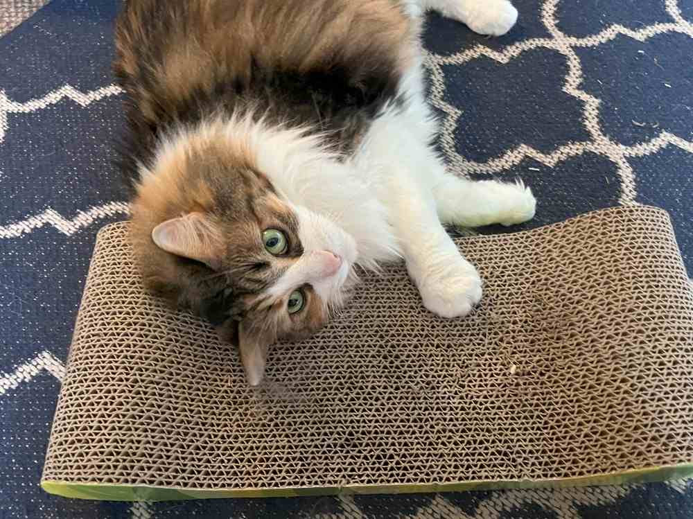 Catit Lounge Scratcher