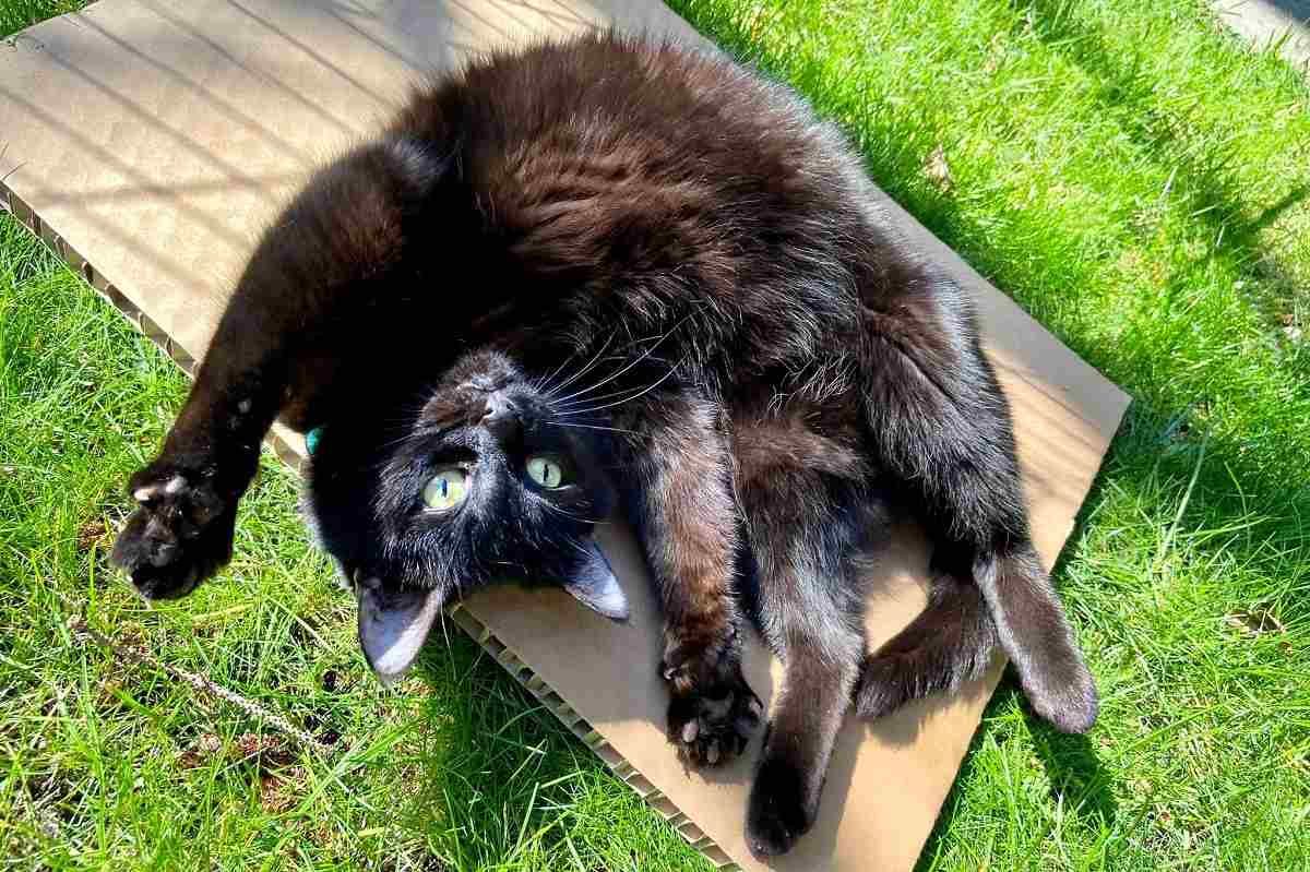 Cats have unique personalities