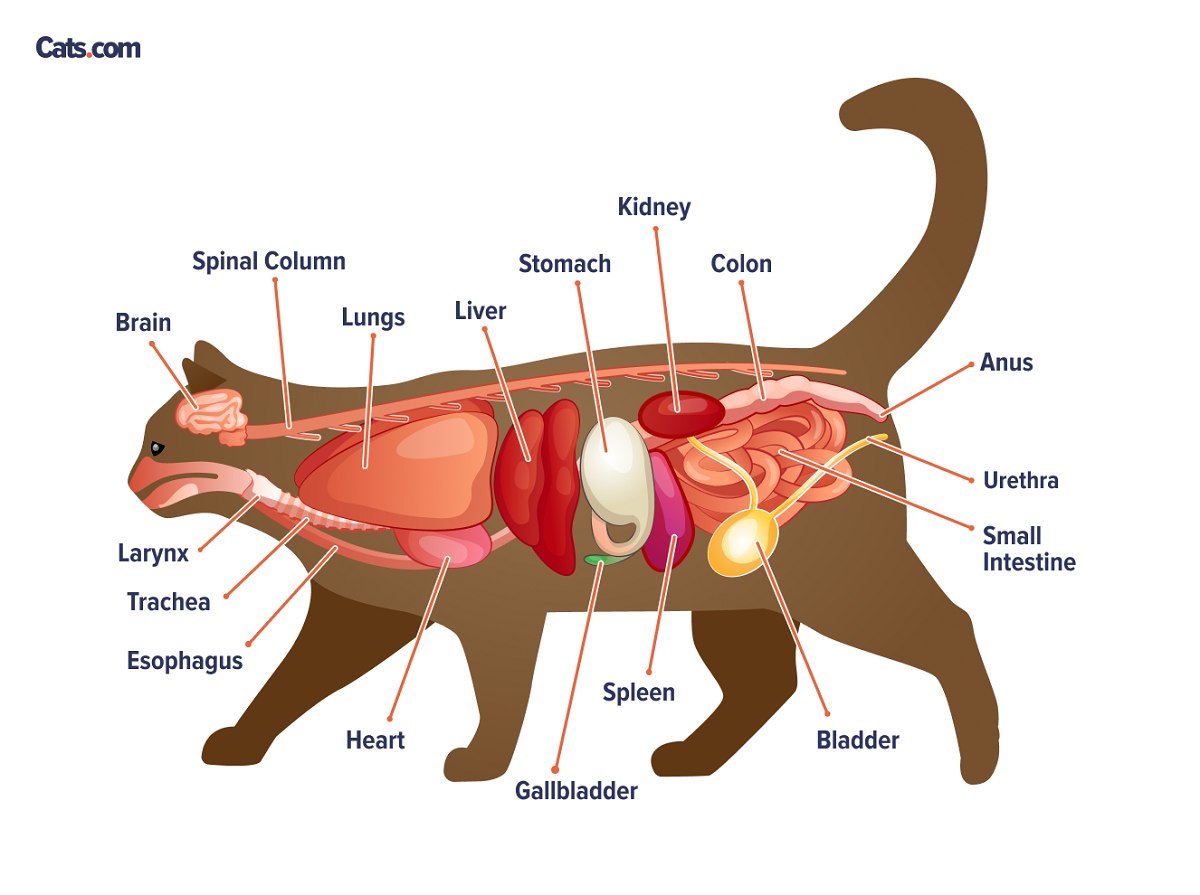 Cats Organs